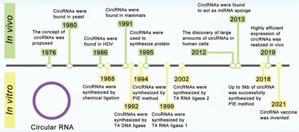 circRNA