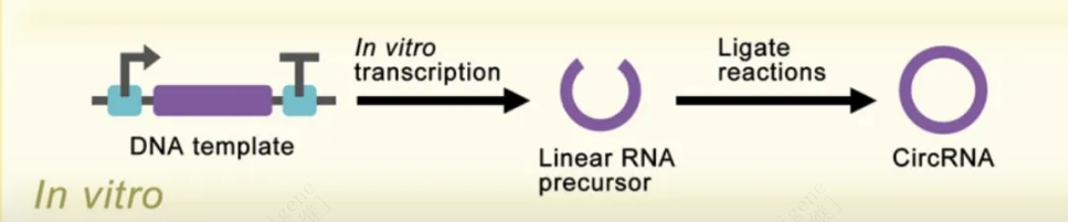 circRNA