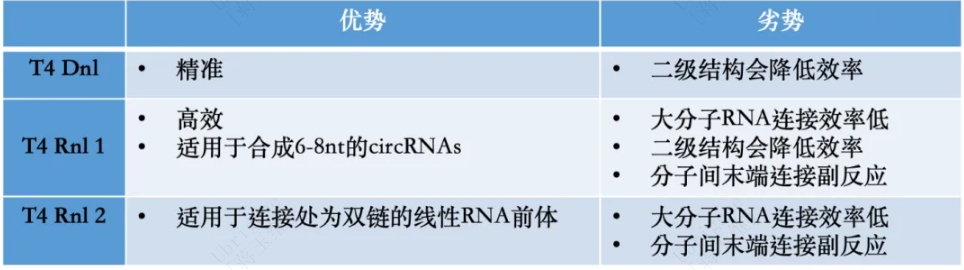 circRNA